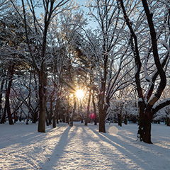 雪が積もった雑木林の写真