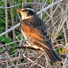 探検基地に現れた野鳥の写真